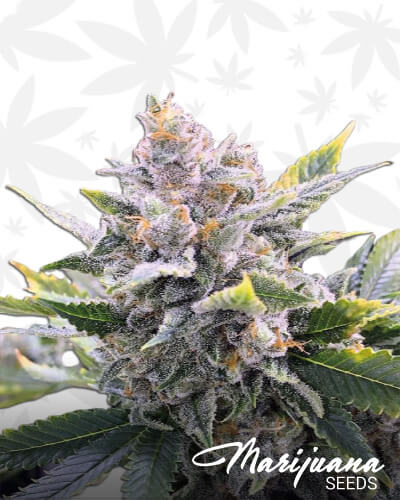San Fernando Valley OG