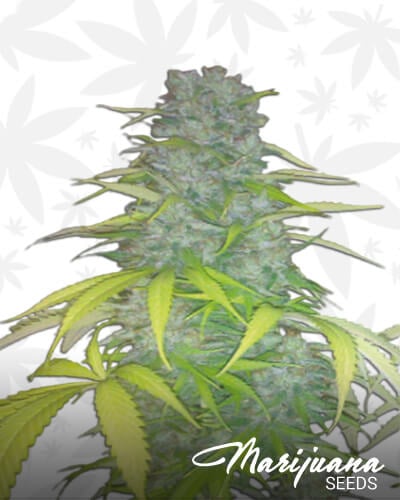 silverback shark strain silverback shark strain