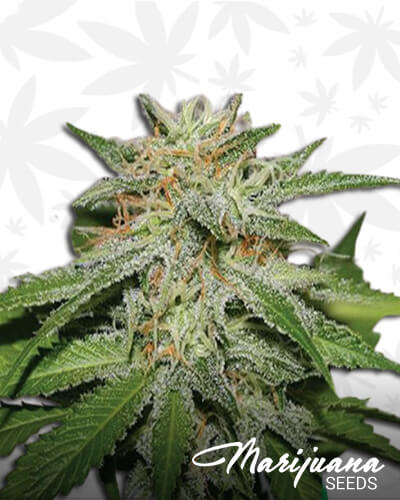 Skunk x Cinderella99