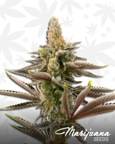 Skunk x Rosetta Stone