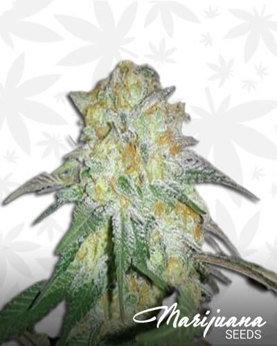 Skywalker x GSC
