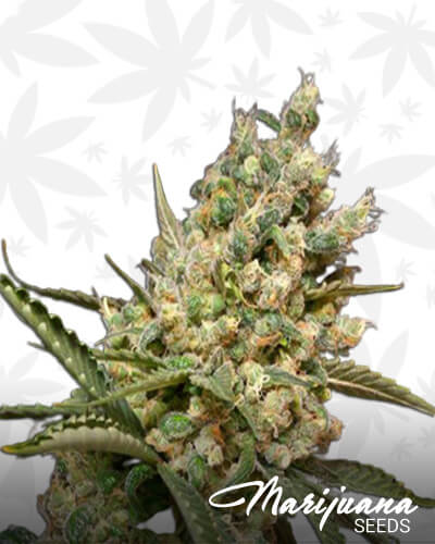 SoCal Original Diesel