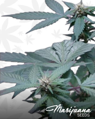 Sour Blue Cookies