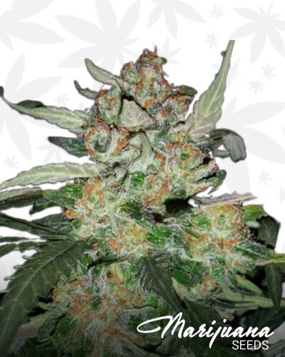 Sour Blues