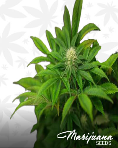 Sour Bubble x Aloha WWAka HM09 Sour Bubble x 98 Aloha White Widow