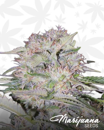 Sour Bubbly