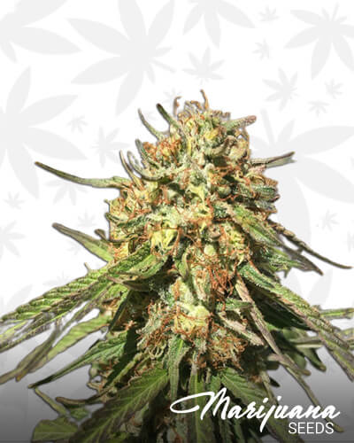Sour Diesel Kush