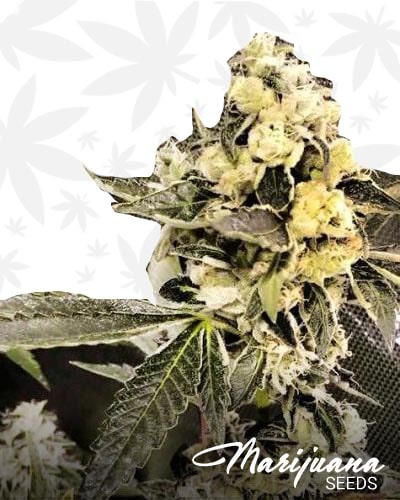 Sour Fire Lost min