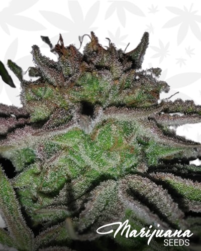 Sour Zkittlez Marijuana Seeds | Strain Information
