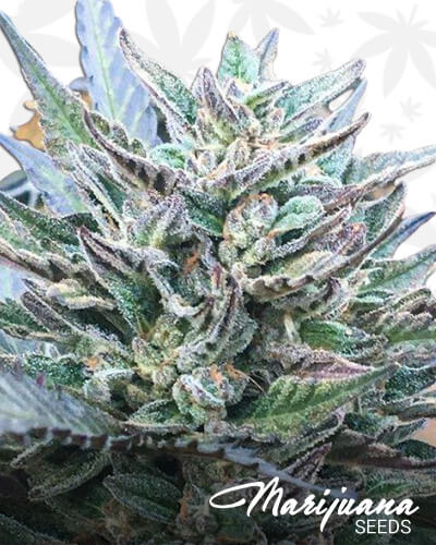 Spyrock Special Hash Plant
