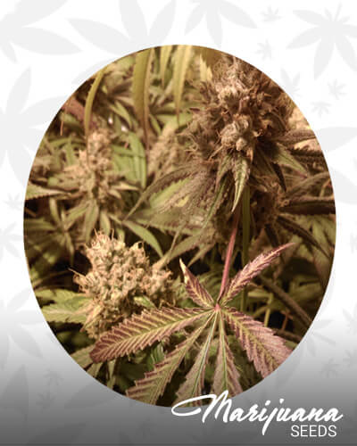Star Warz OG
