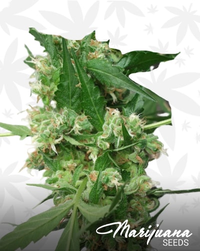 Strawberry Diesel x Aloha min