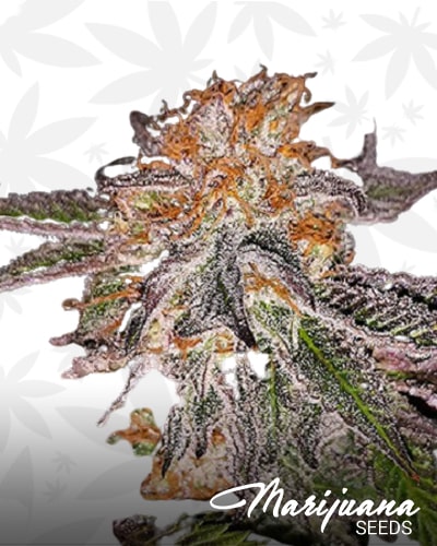 Strawberry Scout Cookies min