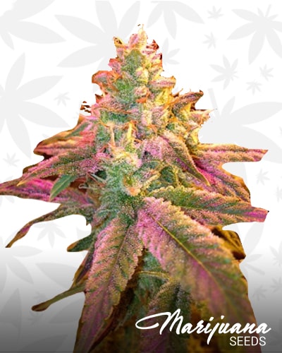 Strawberry Shine min