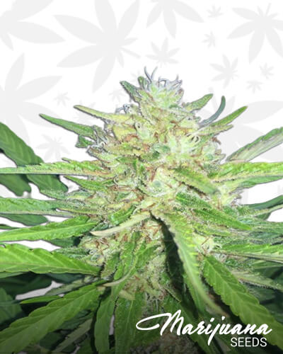 Sugar Candy