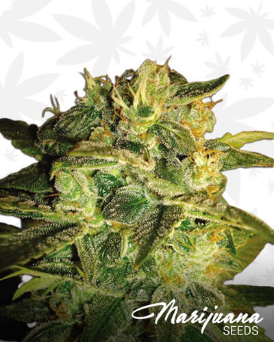 Sugar Mango Ryder