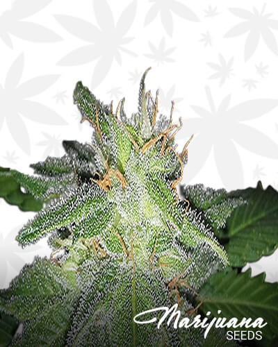 Sugar Valley Kush 1