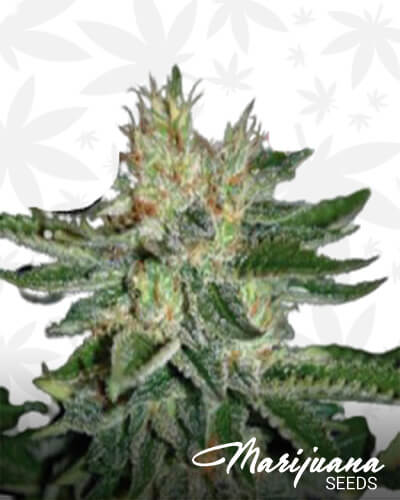 Sugarhaze
