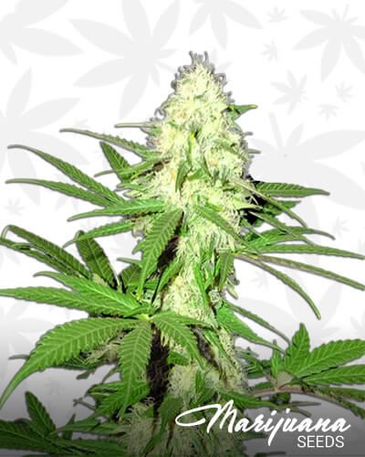 Sumo’s Big Bud
