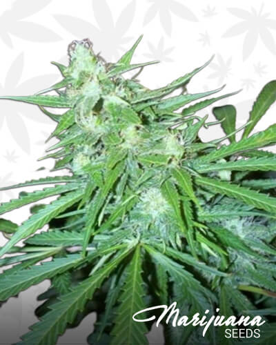 Super Automatic Skunk