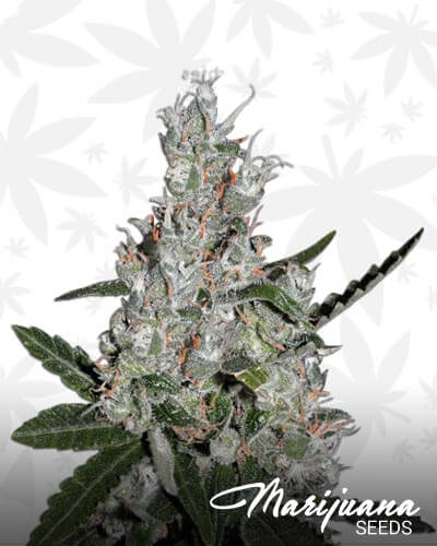 Super Lemon Haze x Banana Punch