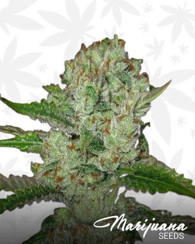 Super Lemon Storm