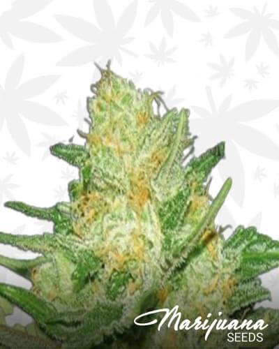Super Powerplant