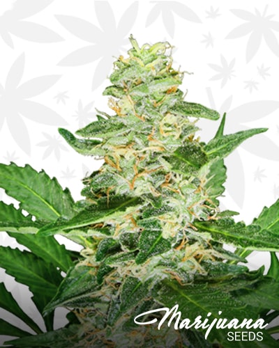 Super Skunk Automatic min