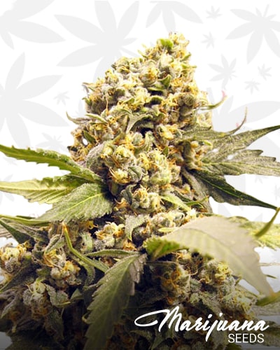 Super Skunk Special min 1