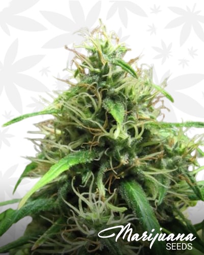Super Sliver Malawi min