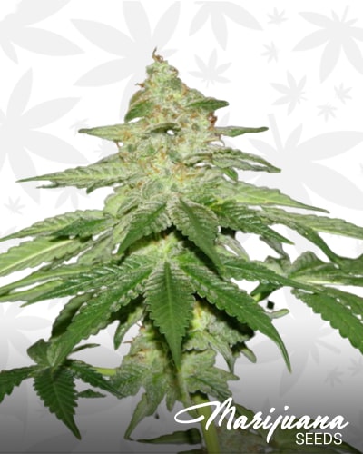 Supercritical min
