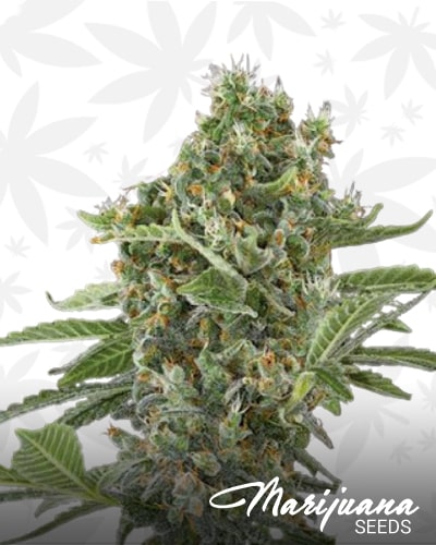 Superlarge Monsterbud Autoflowering min
