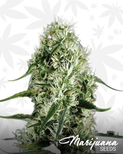 Superlarge Silver Haze Autoflowering min