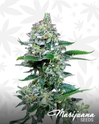 Superlarge White Widdow Autoflowering min 2