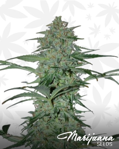Supernatural OG min