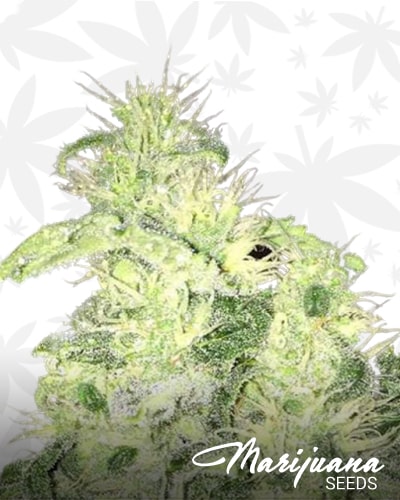 Supreme CBD Kush min