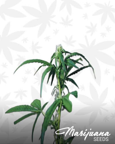 Sweet Sativa Special