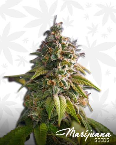 Sweet Tooth x Gorilla Glue