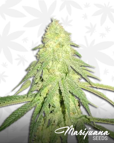 Tahoe Kush