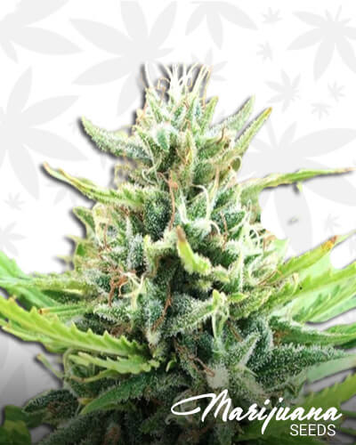 Tangie x Chocolope