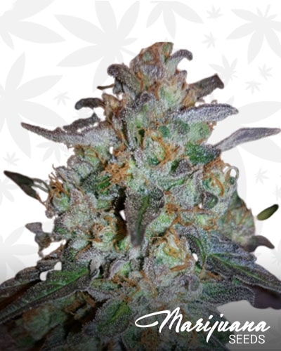 Thai kwon Dro min