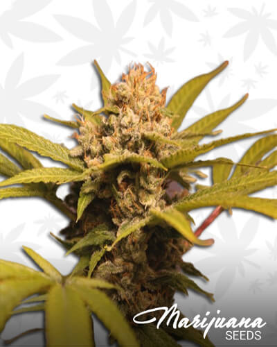 The Sour Dutchman