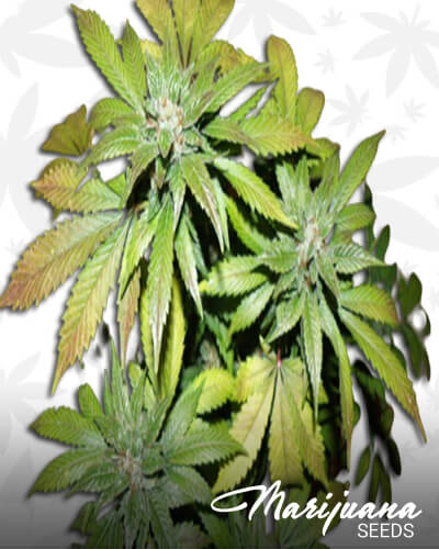 Therapy Sour Diesel