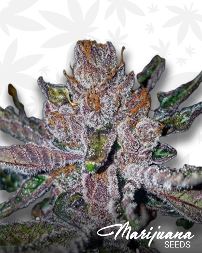 Tropicanna Cookies