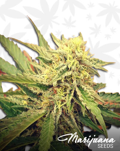 Tropy OG