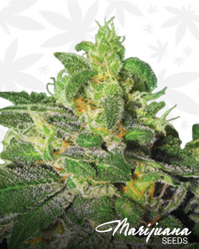 Ultra Lemon Haze 1 1