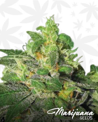 Ultra Violet Haze 1