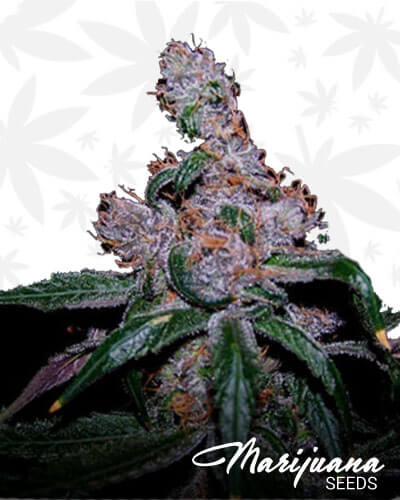 Urkle Berry II 1