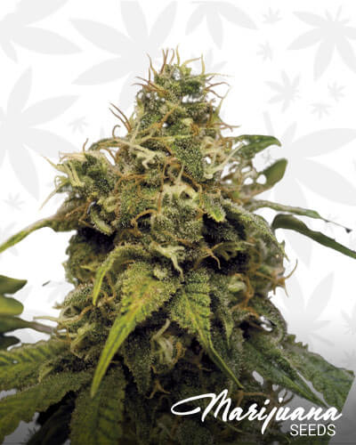 Utopia Haze 1