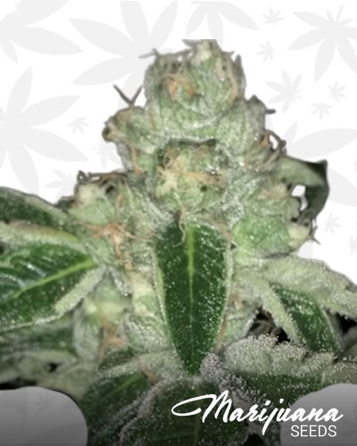 V Kush min